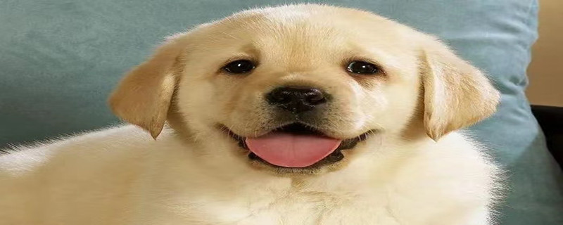Does the dog that has been raised for 10 days recognize its owner?
