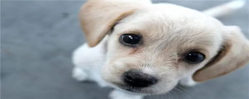 Will dogs bought online recognize their owners?