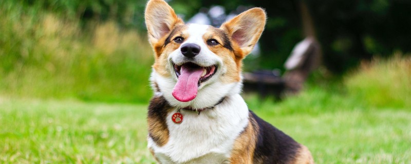 Corgi doesn't have a tail, does it recognize its owner?