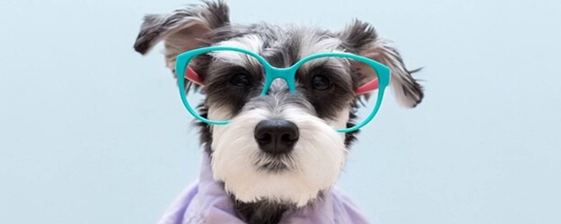 Will the Schnauzer recognize two owners?