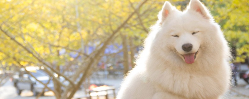 Does the 6-year-old Samoyed still recognize the owner?