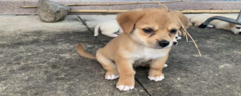 Does the 50 day old dog recognize its owner?