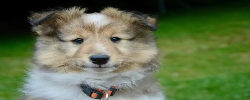 Can a puppy recognize its owner when it goes out?