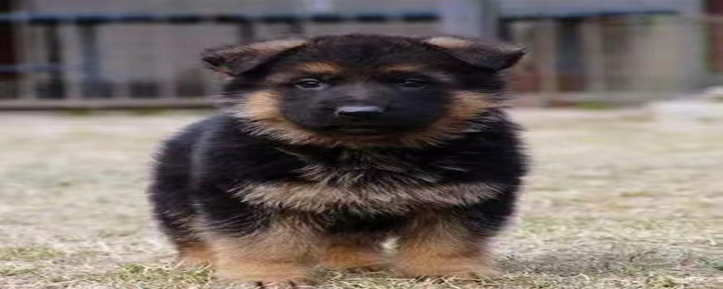 Do German Shepherd Puppies Recognize Their Owners?