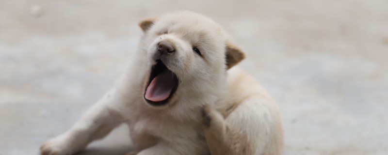 Will dogs recognize their owners after three months?