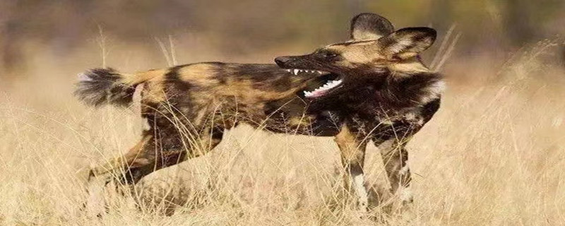 Do African wild dogs recognize their owners?