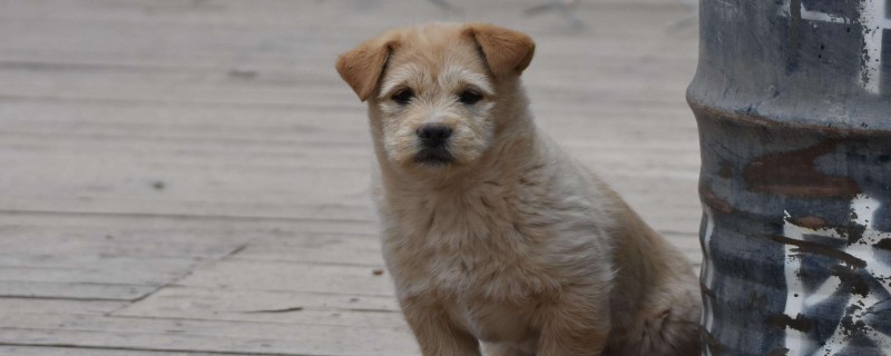 Do stray dogs recognize their owners from an early age?