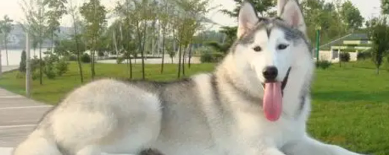 Do huskies recognize their owners when they grow up?