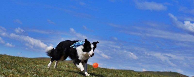 Can a five-month-old border collie recognize its owner?