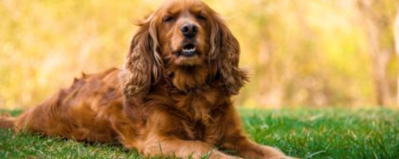 Does the English Cocker Spaniel recognize its owner?