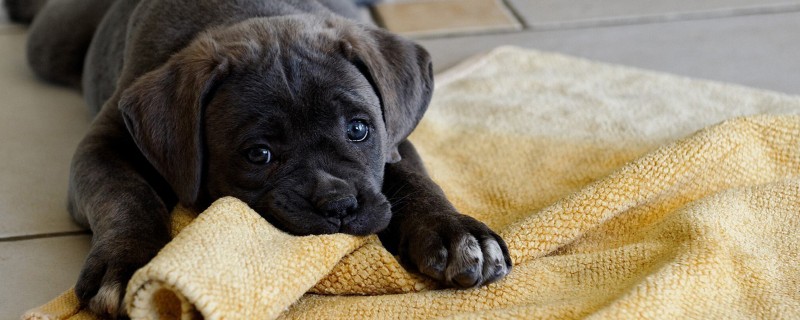 Can Cathrow puppies recognize their owners?