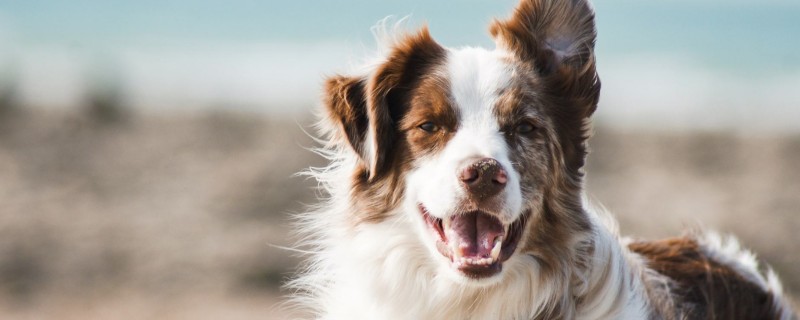 Do puppies recognize their owners?