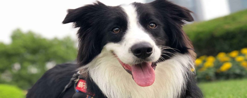 Do border collies recognize their owners?