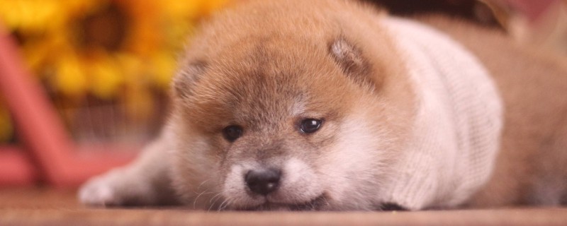 Does the four-month-old Shiba Inu recognize its owner?
