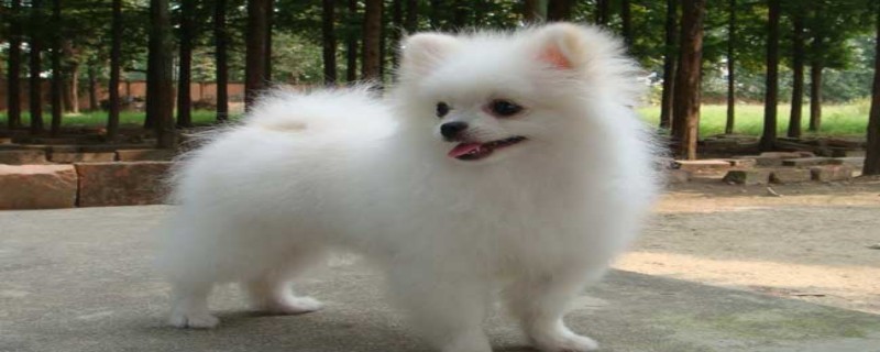Bomei recognizes the owner when he sees people