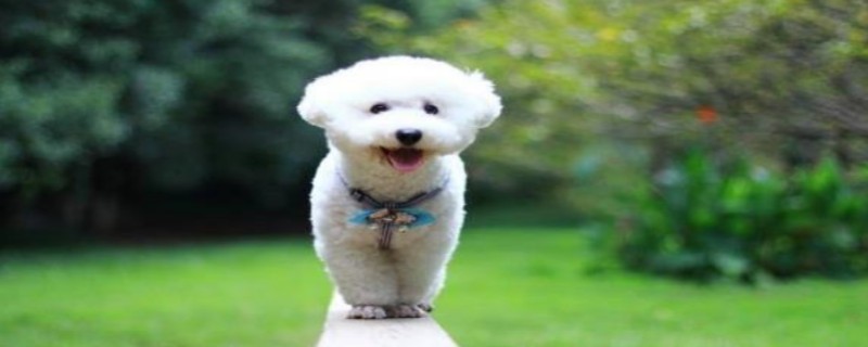 Did Bichon recognize its owner indiscriminately?
