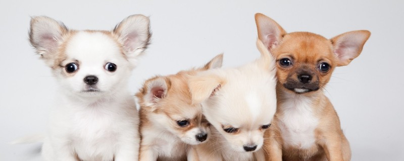 Will the dog recognize the whole family as the master?