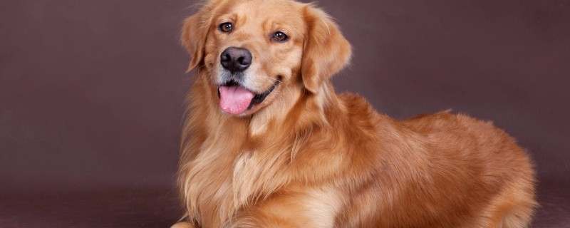 Do puppies recognize their owners?