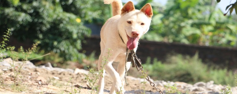 Will dogs recognize their owners after a fight?