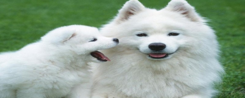 Will a Samoyed recognize its owner when it is hit?