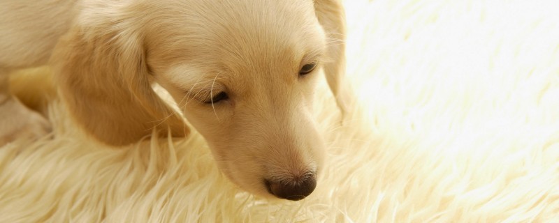 Will the dog recognize its owner again?