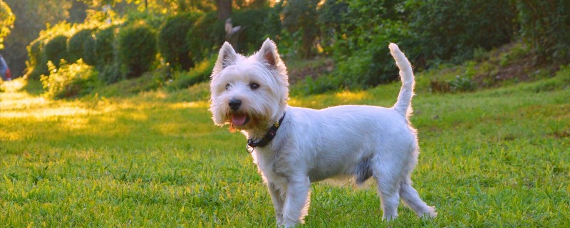 Will the dog recognize its owner if it has been raised for a long time?