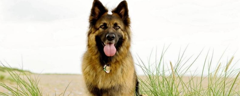 Do Veteran Dogs Find New Owners?