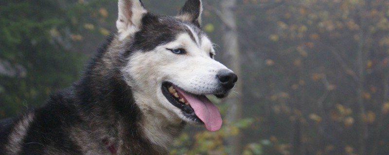 Does the 2-year-old Husky recognize the owner?
