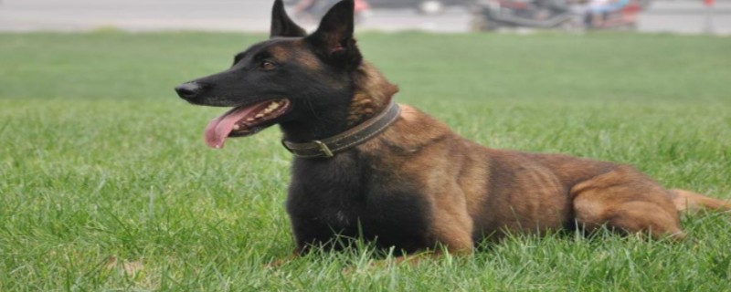 Do horse dogs recognize their owners at two months?