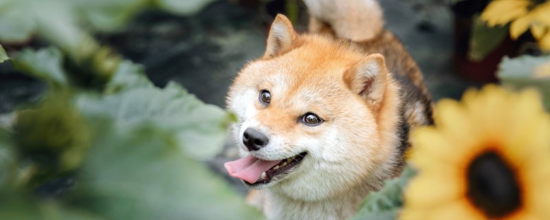 Can a Shiba Inu recognize a new owner after one year old?