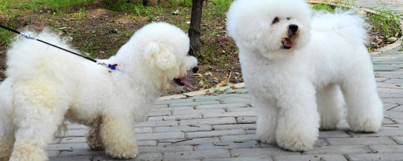 Does a bichon frizz recognize its owner at four months?