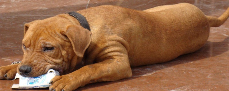 Will Pit Bull recognize a second owner?