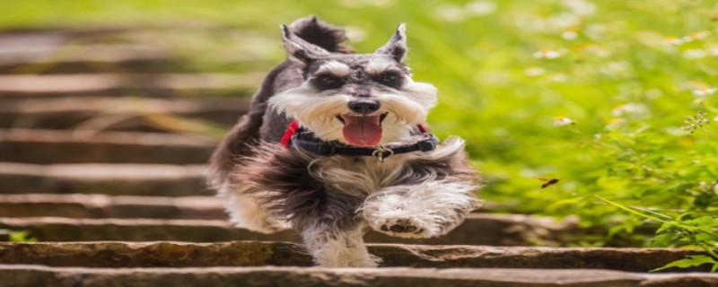 Does the Schnauzer recognize two owners at the same time?