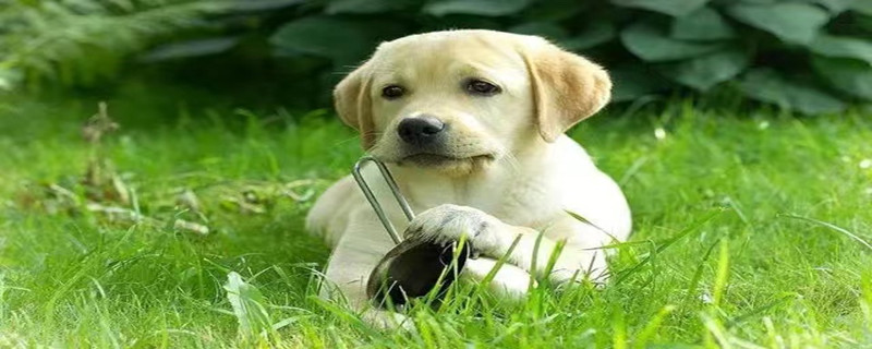 Will the Labrador recognize its owner when it grows up?
