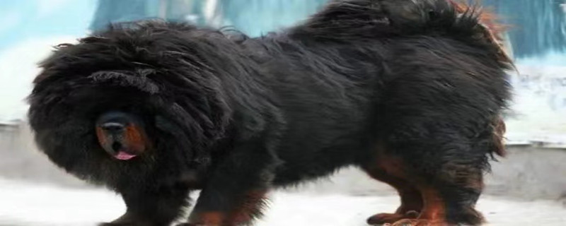 Can a Tibetan mastiff recognize its owner's family?