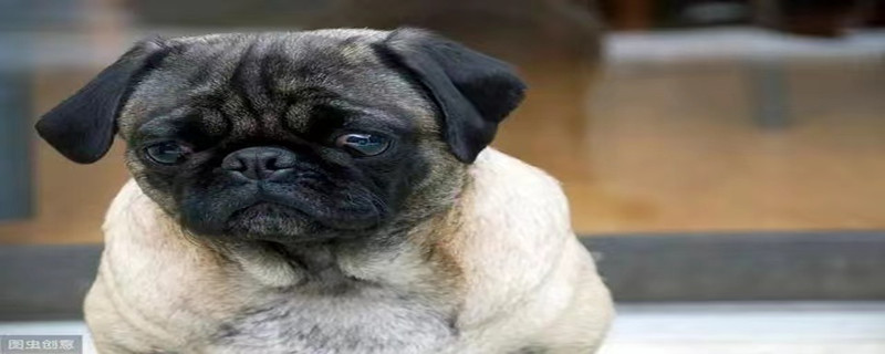 Do pugs only recognize one owner?