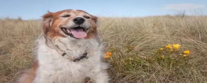 Will a one-year-old dog recognize a new owner?