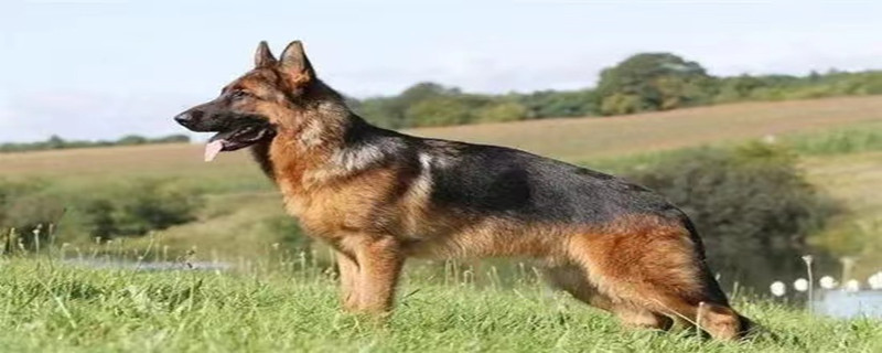 Will the German Shepherd recognize family members when the owner is not at home?