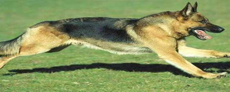 Will a German Shepherd recognize its owner in two months?