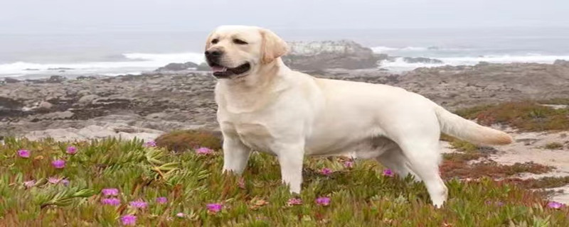 Will a dog recognize its owner after 10 days?