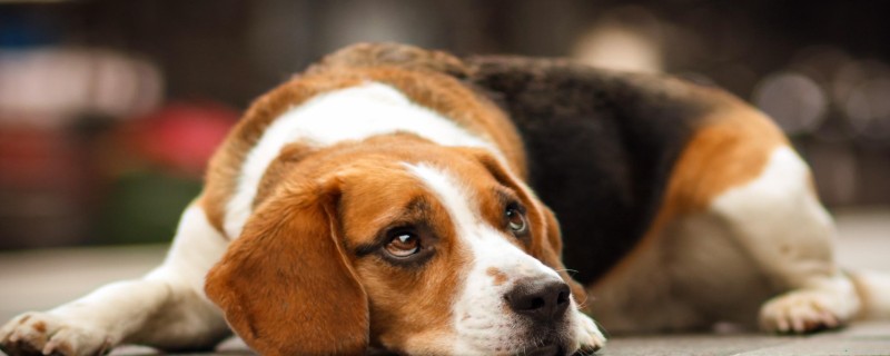 Will a half-year-old puppy recognize its owner?