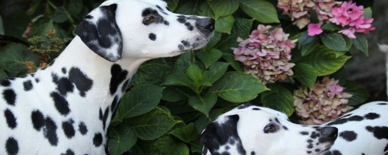 Do Dalmatians recognize other people as their masters?