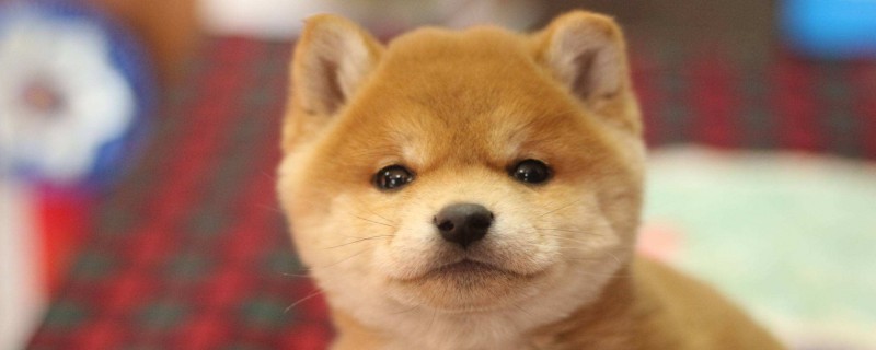 Will a Shiba Inu recognize a new owner at the age of four?
