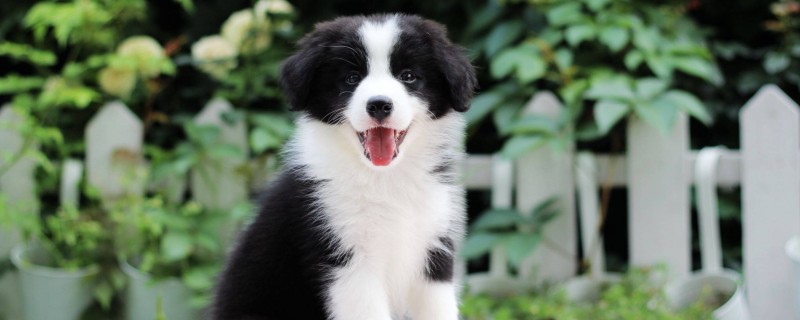 Can a nine-month-old dog recognize its owner?
