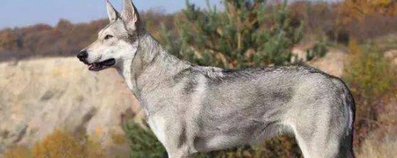 Does the Czech wolfhound only recognize one owner?