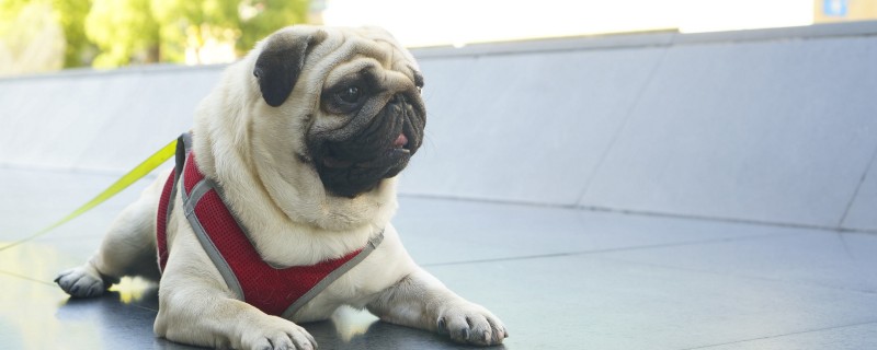 Will the adopted pug recognize the new owner?