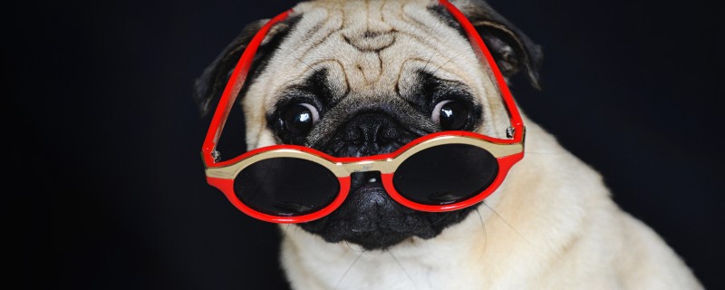 Do pugs recognize their owners?