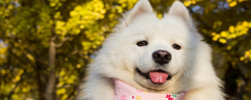 Can dogs over 2 years old recognize new owners?