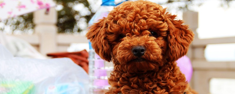 Will Teddy recognize his owner at five months?