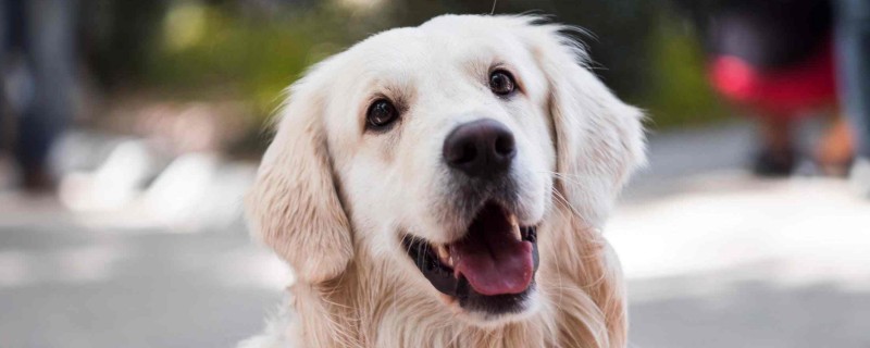 Do dogs with rabies recognize their owners?